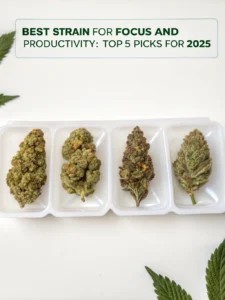 best strain for focus and productivity