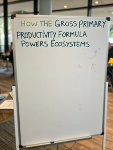 gross primary productivity formula