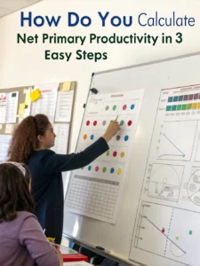how do you calculate net primary productivity