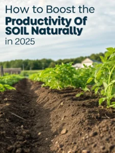 productivity of soil